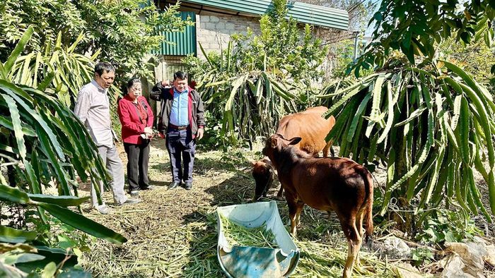Gia đình ông Lê Đức lành, xã Yên Nguyên được hỗ trợ đàn bò từ Dự án hỗ trợ bò sinh sản. (Trong ảnh: Đại diện lãnh đạo Hội Bảo trợ NKT và Trẻ mồ côi tỉnh kiểm tra sinh trưởng của nguồn giống bò được hỗ trợ).