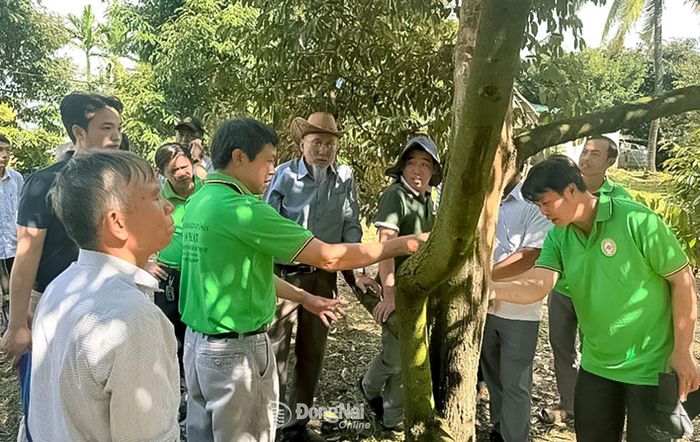 Nông dân thực hành nhận diện sâu bệnh trực tiếp trên cây sầu riêng dưới sự hướng dẫn của chuyên gia. Ảnh: Q.P