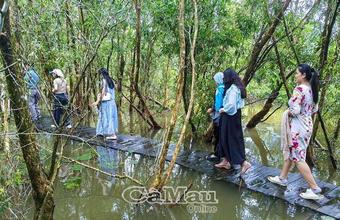 Lối đi ván gỗ uốn lượn trong rừng tràm dẫn vào Làng rừng.