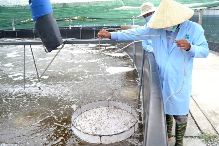 Ông Huỳnh Tấn Đạo chăm sóc tôm nuôi. Ảnh: QUANG VIỆT