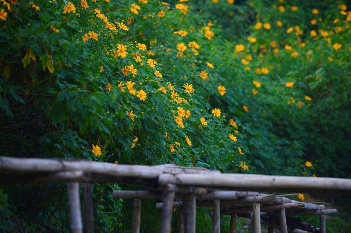 Một góc chụp được nhiều bạn trẻ yêu thích với cầu gỗ cũ đặt giữa triền hoa. Ảnh: Tuấn Anh