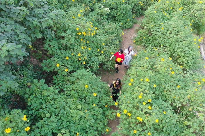 Những triền hoa bung nở rực rỡ, in bóng xuống dòng lạch nhỏ, tạo nên khung cảnh gợi nhớ nắng vàng cao nguyên. Dưới ánh sáng đầu đông, vườn dã quỳ trở thành phông nền hoàn hảo cho những bộ ảnh đầy chất thơ của du khách. Ảnh: Tuấn Anh