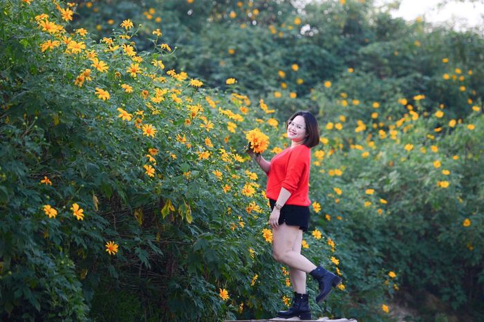 Chủ vườn dã quỳ Xuân Đỉnh, cho biết vườn được trồng từ năm 2018 và loại hoa này chỉ có thể ươm vào đúng thời điểm, nếu lệch mùa thì gần như không thể nhân giống số lượng lớn. Chủ vườn cũng chia sẻ rằng vì dã quỳ trên núi đã quá quen thuộc, nên muốn tạo một không gian mới lạ giữa Hà Nội để những người yêu hoa có nơi chụp hình độc đáo và khác biệt. Ảnh: Tuấn Anh