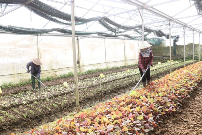 Ngành nông nghiệp thành phố đẩy mạnh các giải pháp hỗ trợ để thúc đẩy sản xuất VietGAP. Ảnh: TRẦN TRÚC