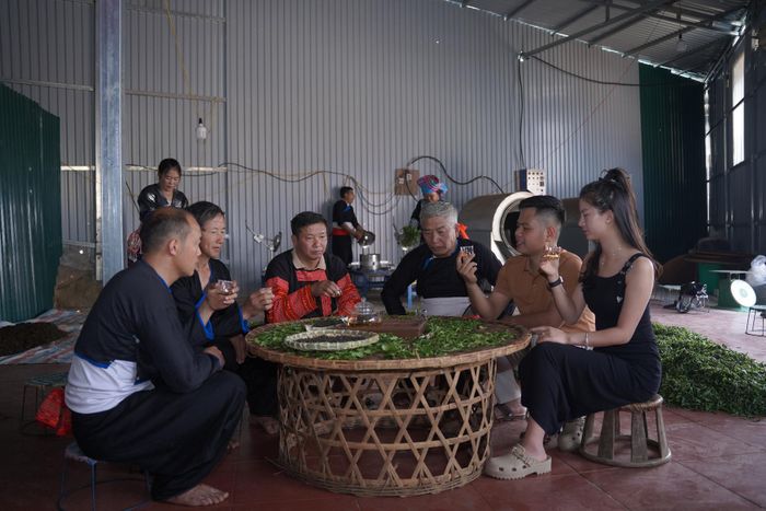 Du khách thưởng thức hương vị trà cổ thụ Tả Liên Sơn.