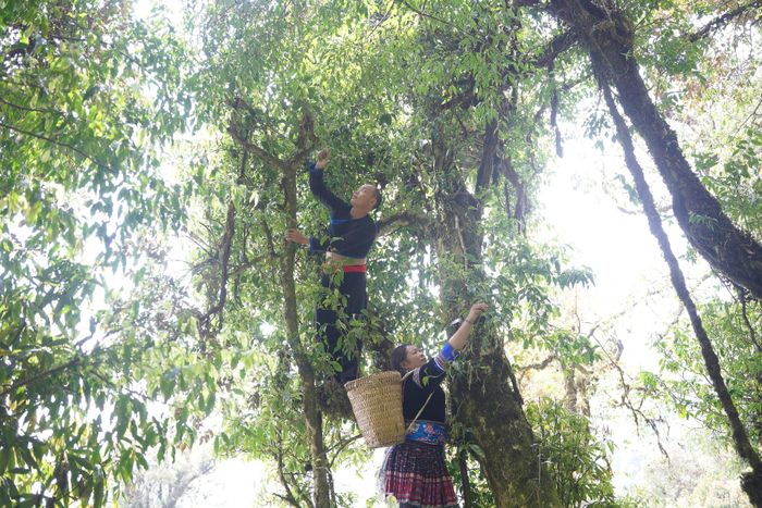Chè cổ thụ mang lại thu nhập cho người dân Tả Lèng.