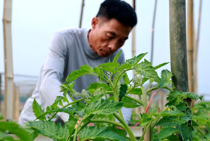  Sau hơn 1 tháng, cà chua ở Tuy Lộc đã trổ hoa, đậu quả, dự kiến sau khoảng 1 tháng nữa bắt đầu cho thu hoạch. 