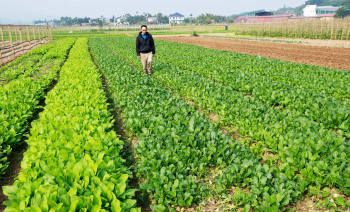  Thị trường rau xanh vẫn đang khan hiếm nguồn cung, giá bán rau, củ, quả đang ở mức cao, thời tiết thuận lợi cho rau xanh phát triển là niềm hy vọng của người trồng rau ở Tuy Lộc về những vụ mùa bội thu nối tiếp. 