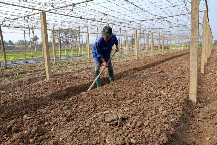  Anh Nguyễn Quang Tỵ trồng 1 mẫu rau, trong đó 8 sào đất thuê. Anh vừa thu hoạch 1 lứa rau cải các loại, hiện đang chuẩn bị vào giống cho vụ rau thứ 2 sau lũ lớn. 