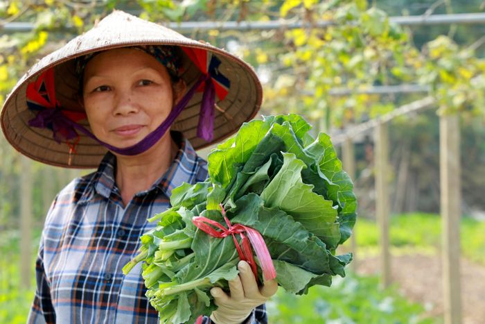  Giá bán rau, củ, quả đang ở mức cao hơn nhiều so với thường lệ, một mớ rau xanh có thể lên tới 20 - 25 nghìn đồng. Đây là nguồn động viên, khích lệ lớn cho người trồng rau Tuy Lộc thêm tần tảo, chăm chỉ, gắn bó với việc đồng ruộng. 