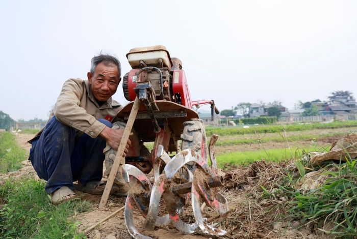  Thiên tai liên tiếp sau 2 năm, người trồng rau Tuy Lộc vẫn gắn bó với nghề sau nhiều thập niên. Khác với xưa, việc cơ giới hóa đã giải phóng phần lớn sức lao động của người dân Tuy Lộc trong khi sản phẩm rau xanh vẫn giữ nguyên vị ngọt thơm vốn có. 