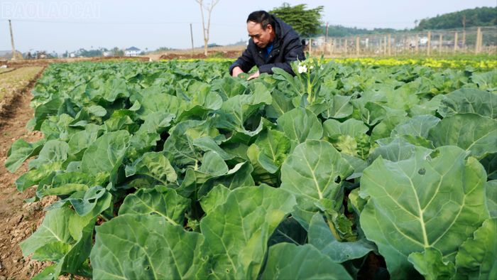  Phần lớn diện tích rau Tuy Lộc được chứng nhận là vùng sản xuất an toàn, theo chu trình VietGAP. 