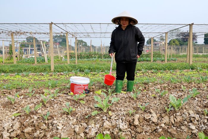  Mong chờ của người trồng rau Tuy Lộc là được mùa, được giá. 