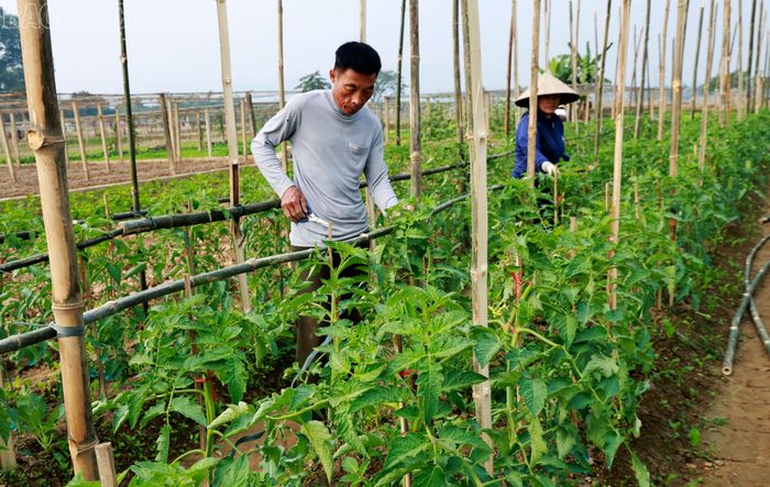  Ruộng cà chua của anh Hoàng Văn Thái đang vào độ phát triển mạnh. 