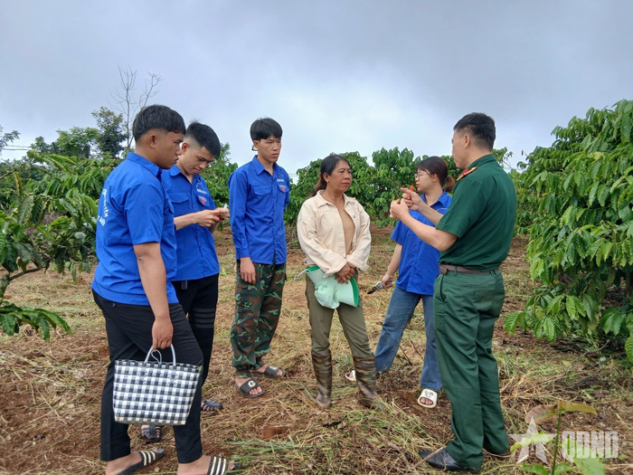 Cán bộ Đoàn KT-QP Quảng Sơn tập huấn kỹ thuật cưa ghép cải tạo cà phê cho hộ K’Điệp ở bon Sa Na (Quảng Sơn, Lâm Đồng).