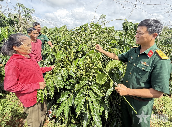 Bộ đội Đoàn KT-QP Quảng Sơn hướng dẫn hộ bà Nguyễn Thị Nẩy ở bon Rbút (Quảng Sơn, Lâm Đồng) kỹ thuật tỉa cành vườn cà phê cưa ghép.