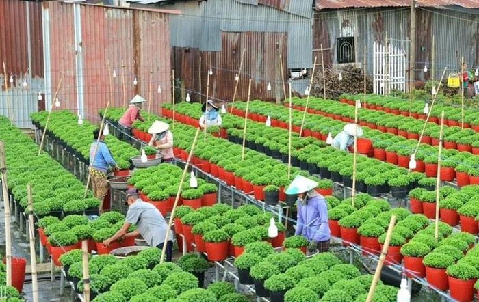Người dân làng hoa Sa Đéc chuẩn bị hoa phục vụ Festival hoa - kiểng Sa Đéc năm 2025. Ảnh: ND