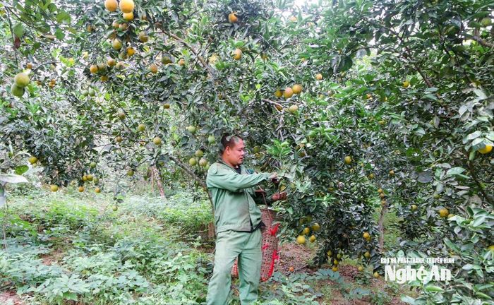 Nhờ biết áp dụng khoa học, kỹ thuật nên vườn cam, bưởi của anh Trần Văn Lộc ở bản Cửa Rào 2 sai quả. Ảnh: Đ.T