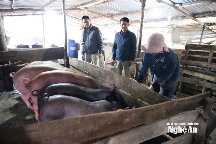 Ngoài phát triển chuối lấy lá, bản Khe Kiền còn khuyến khích người dân chăn nuôi lợn thịt. Ảnh: T.P