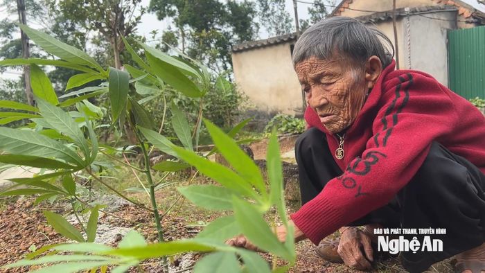 Cụ Bảy chăm sóc mảnh vườn nhỏ của mình. Ảnh: Ngọc Dũng