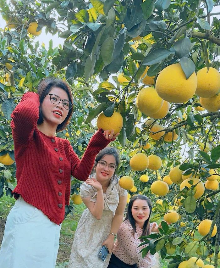  Nhiều bạn trẻ thích thú check- in vườn bưởi đẹp ở tổ dân phố Tân Trường, phường Chũ. 