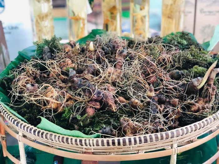 Sâm Ngọc Linh có tác dụng chữa bệnh và bồi bổ sức khỏe. Ảnh: ĐỨC DUY