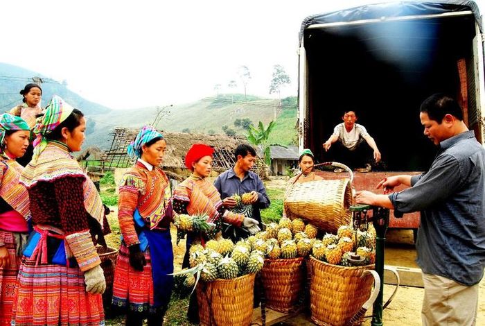Cứ đến mùa thu hoạch, thương lái đến tận nơi mua dứa để bán ở các chợ đầu mối vùng xuôi và chế biến để xuất khẩu. Ảnh: Quốc Hồng