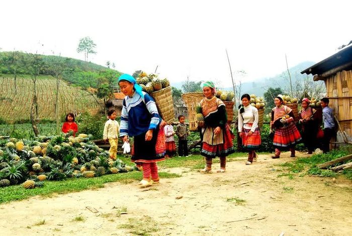 Phụ nữ Mông ở Cốc Phương gùi dứa từ trên nương xuống tập kết cạnh đường để bán cho thương lái. Ảnh: Quốc Hồng