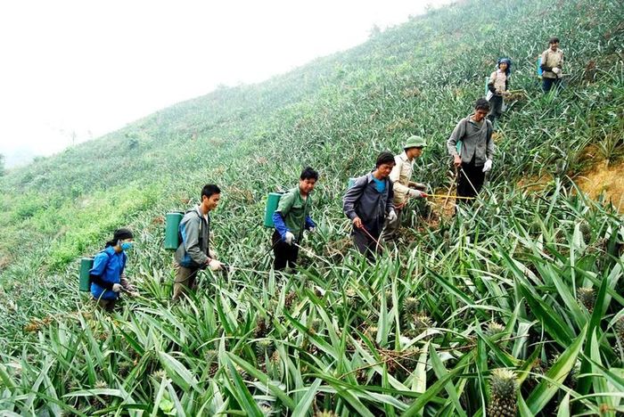 Đồng bào dân tộc lập tổ đổi công giúp nhau chăm sóc dứa, đạt hiệu quả kinh tế cao. Ảnh: Quốc Hồng