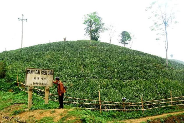Màu xanh dứa ngập tràn núi đồi, ở các thôn biên giới của xã Bản Lầu, tỉnh Lào Cai. Ảnh: Quốc Hồng