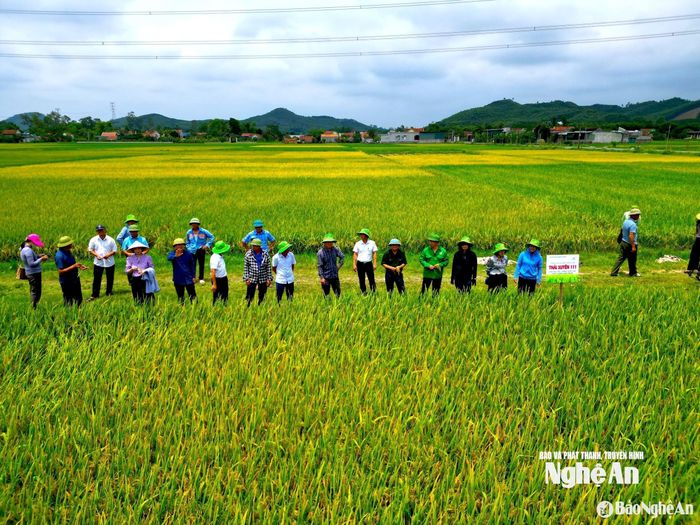 Nông dân xã Quỳnh Sơn gieo trồng lúa Thái Xuyên 111 trong vụ xuân 2025. Ảnh: Văn Trường