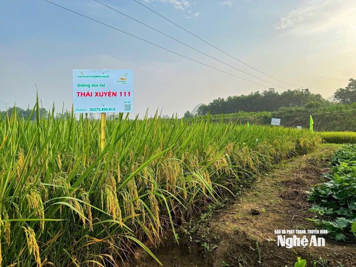 Lúa Thái Xuyên 111 phù hợp ở các vùng bán sơn địa, cho bông to, cao hơn so với các giống khác. Năng suất thu được khoảng 3,6 đến 3,7 tạ/sào. Ảnh: Thùy Linh