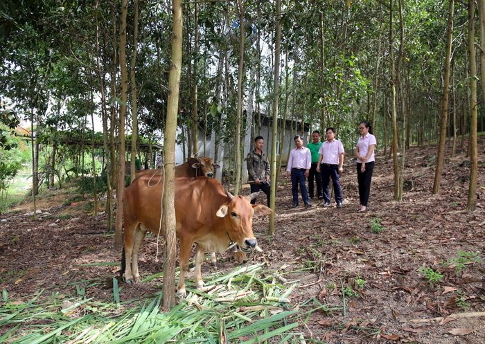 Cán bộ Ngân hàng thăm mô hình chăn nuôi, trồng rừng của gia đình anh Lô Văn Môn ở bản Lam Khê, xã Con Cuông. Ảnh: TH