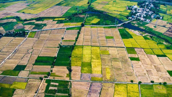 Với dư địa mới sau sáp nhập, các hợp tác xã trên địa bàn thành phố có điều kiện mở rộng vùng nguyên liệu sản xuất. Ảnh: TRẦN TRÚC