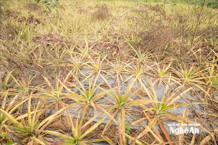 Hiện toàn xã đã có khoảng 450 ha nhiễm bệnh. Ảnh: T.P
