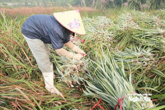 Người dân mong muốn được tiếp cận nguồn giống khỏe, sạch bệnh, chống chịu tốt hơn trong điều kiện thời tiết cực đoan hiện nay. Ảnh: T.P