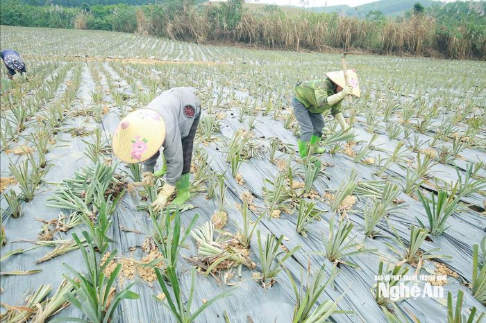 Nông dân xã Quỳnh Thắng trồng dặm những cây dứa bị bệnh phải nhổ bỏ. Ảnh: T.P