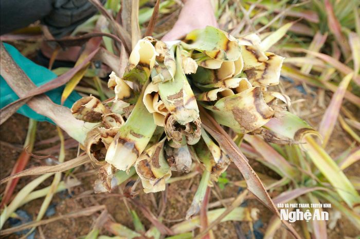 Lá úa vàng, nhũn và thối rữa. Ảnh: T.P
