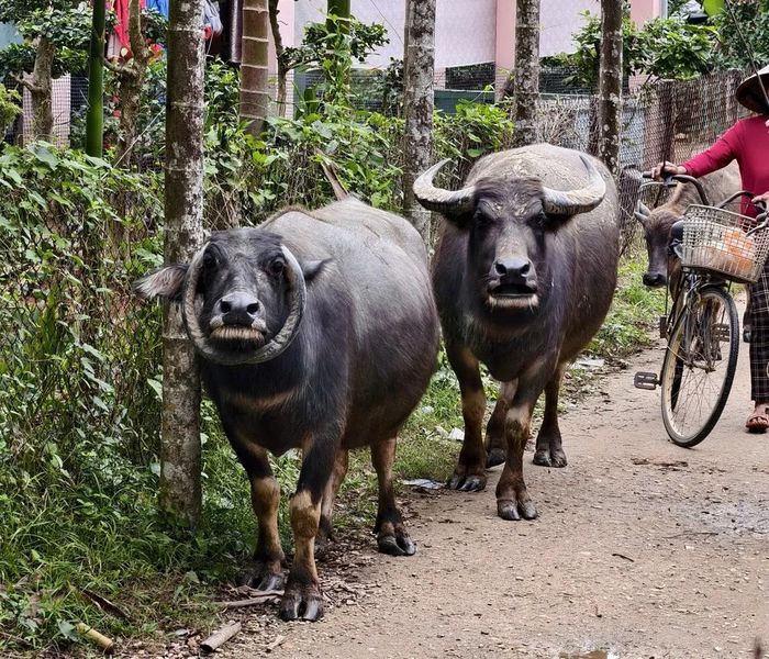  Khác với các con trâu nuôi cùng, con trâu có cặp sừng cong độc lạ. 