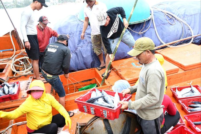 Ngư dân nghề lưới vây kỳ vọng giá cá ngừ sẽ tăng trở lại. Ảnh: QUANG VIỆT