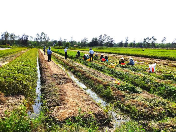 Người dân liên kết với hợp tác xã sản xuất đậu phụng thích ứng biến đổi khí hậu. Ảnh: Châu Thành