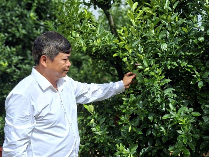 Ông Mai Thanh Hùng khẳng định giá trị kinh tế khá ở các vùng chuyên canh trồng quật tết Hội An Tây. Ảnh: QUANG VIỆT