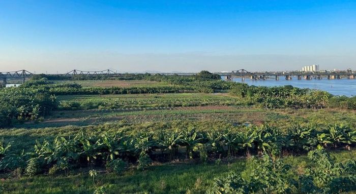 Bãi giữa sông Hồng.Ảnh Quang Phong- TTXVN