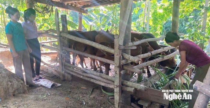 Chị Lo Thị Phương ở bản Chọng Bùng (xã Mường Chọng) vay vốn ngân hàng chính sách chăn nuôi thoát nghèo. Ảnh: TH