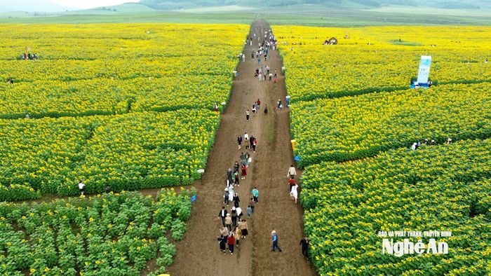 Đồi hoa hướng dương của Trang trại TH rộng 50ha tại xã Nghĩa Lâm mở cửa đón khách du lịch từ ngày 16/12. Ảnh: Xuân Hoàng
