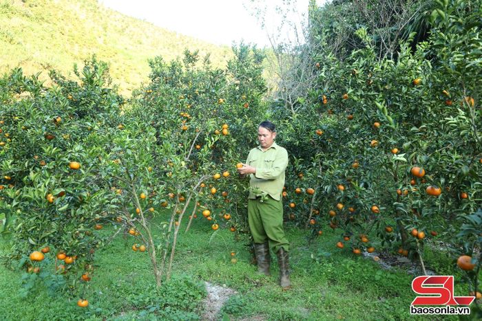 Nông dân bản Muông Yên, phường Chiềng Cơi thu hoạch quýt.