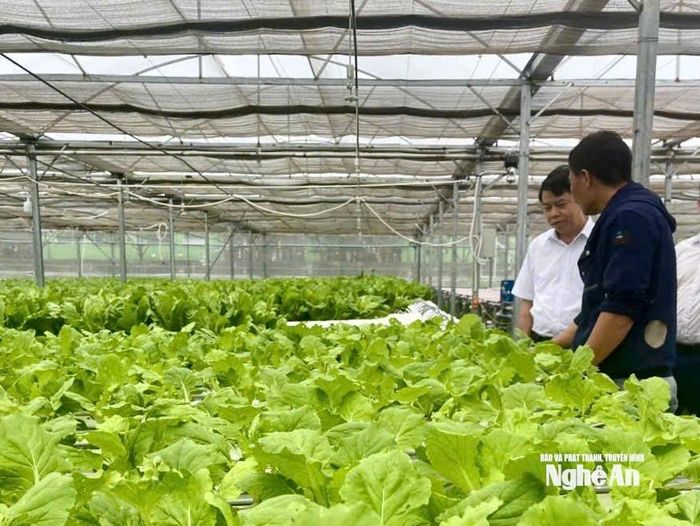 Lãnh đạo Chi cục Chất lượng, Chế biến và Phát triển thị trường Nghệ An kiểm tra mô hình sản xuất rau củ quả tại xã Thuần Sơn. Ảnh: Nguyễn Phú