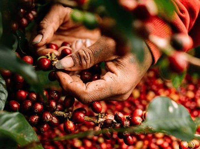 Giá cà phê hôm nay 17/12 Đà giảm chưa dừng lại