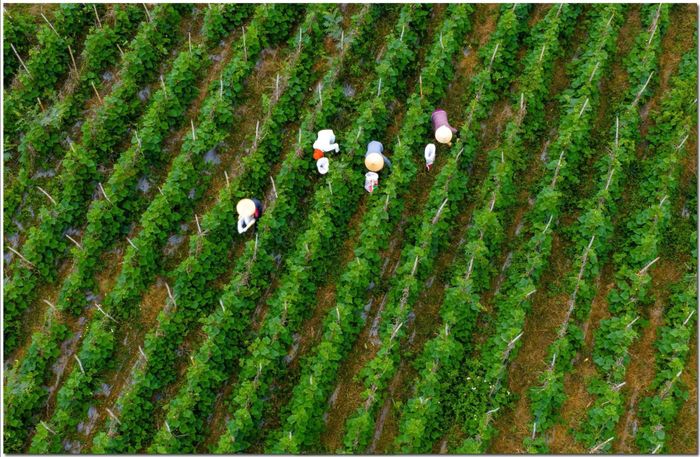 Phát triển nông nghiệp cũng là một trong những thế mạnh của Tà Năng trong tiến trình xây dựng NTM nâng cao, kiểu mẫu