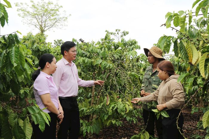 NHCSXH Lâm Đồng thăm mô hình vay vốn, sử dụng vốn của người dân xã Cư Jút